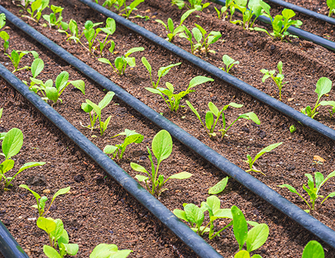 Drip Irrigation Systems