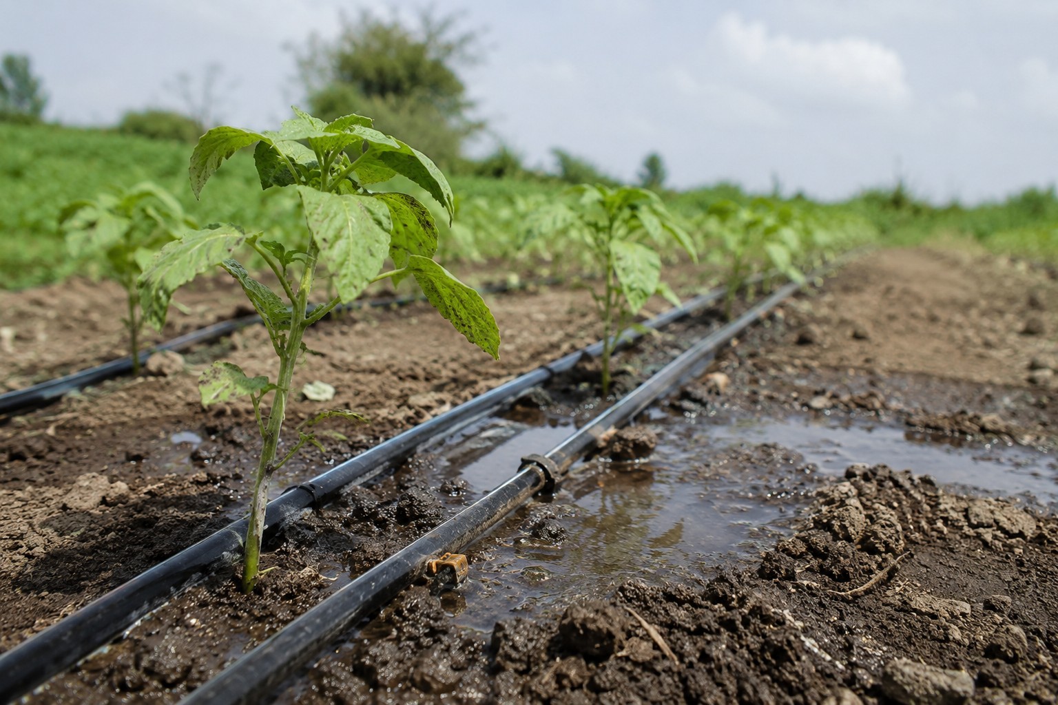 Drip Irrigation Systems