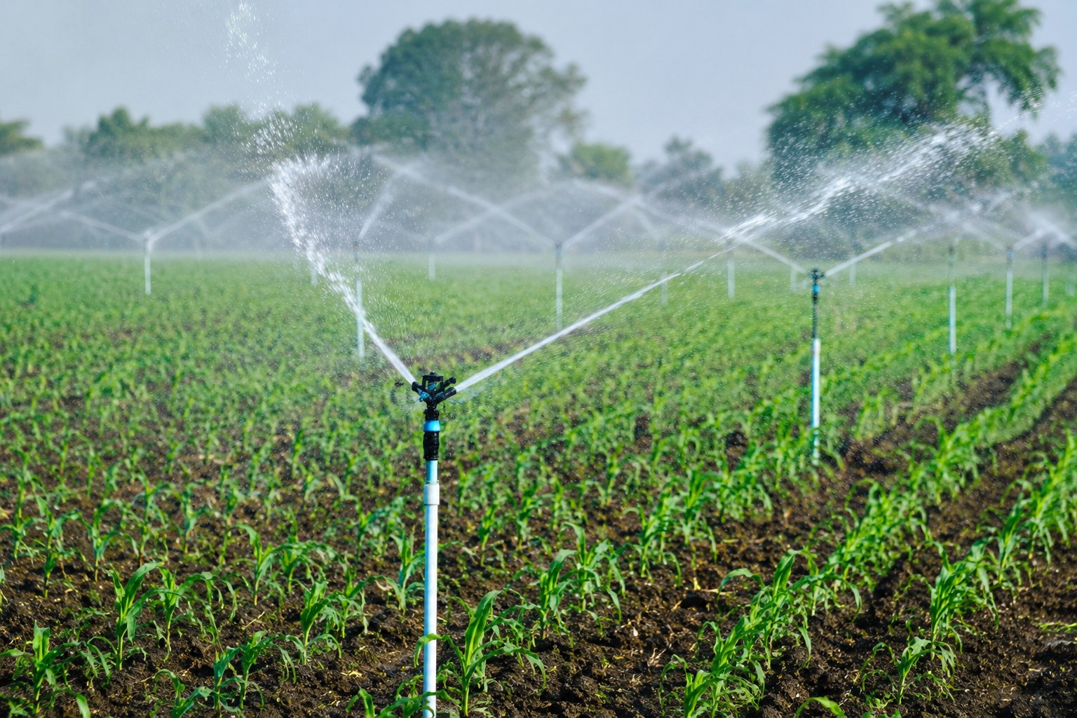Sprinkler Irrigation